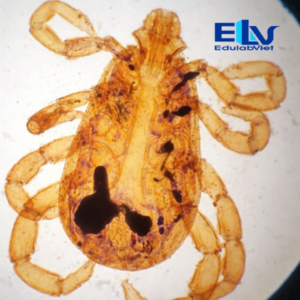 Tiêu bản ve đực – Tiêu bản hiển vi ký sinh trùng phục vụ giảng dạy