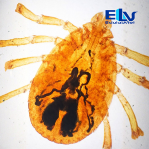 Sp037617 Edulabviet (1)