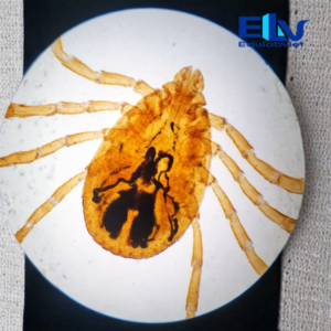 Tiêu bản ve cái – Tiêu bản hiển vi ký sinh trùng dùng trong giảng dạy và nghiên cứu