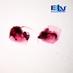Tiêu Bản Rận Nước (Daphnia) Cố Định – Mẫu Hiển Vi Nhuộm Rõ Nét, Độ Bền Cao