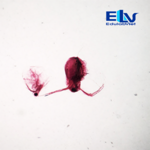 Tiêu Bản Rận Nước (Daphnia) Cố Định – Mẫu Hiển Vi Nhuộm Rõ Nét, Độ Bền Cao
