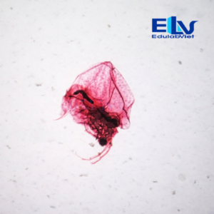 Tiêu Bản Rận Nước (Daphnia) Cố Định – Mẫu Hiển Vi Nhuộm Rõ Nét, Độ Bền Cao