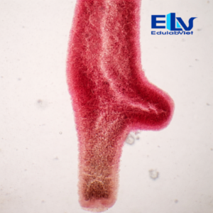 Tiêu Bản Thủy Tức (Hydra) – Tiêu Bản Hiển Vi Cố Định Quan Sát Cấu Tạo Ruột Khoang