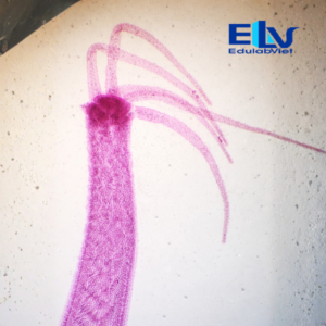 Tiêu Bản Thủy Tức (Hydra) – Tiêu Bản Hiển Vi Cố Định Quan Sát Cấu Tạo Ruột Khoang