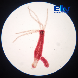 Tiêu Bản Thủy Tức (Hydra) – Tiêu Bản Hiển Vi Cố Định Quan Sát Cấu Tạo Ruột Khoang