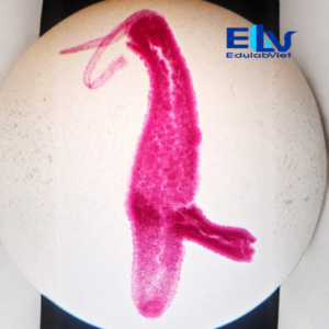 Tp001934 Edulabviet (4)