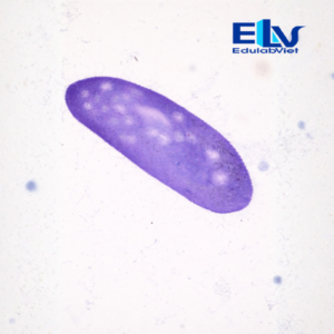 Tiêu Bản Trùng Giày Paramecium – Tiêu Bản Hiển Vi Cố Định Rõ Nét