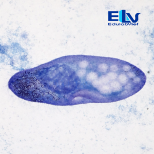 Tiêu Bản Trùng Giày Paramecium – Tiêu Bản Hiển Vi Cố Định Rõ Nét