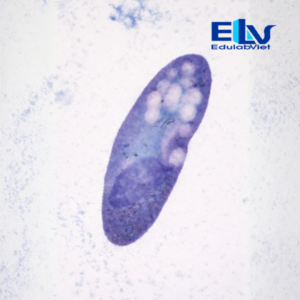 Tiêu Bản Trùng Giày Paramecium – Tiêu Bản Hiển Vi Cố Định Rõ Nét