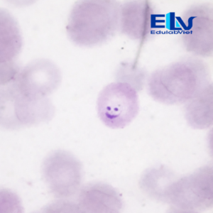 Tp001950 Edulabviet (1)