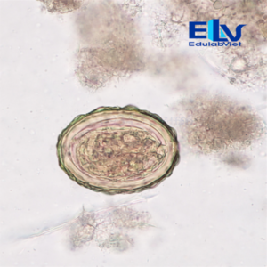 Tiêu bản Trứng sán dây bò Taenia sp. – Lam kính hiển vi ký sinh trùng
