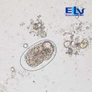 Tp001953 Edulabviet (2)