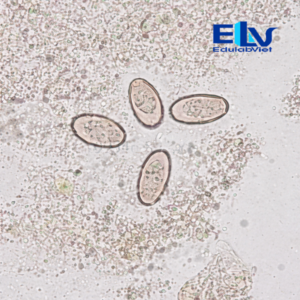 Tp001957 Edulabviet (2)