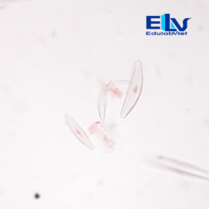 Tiêu bản tảo silic – Tiêu bản hiển vi vi tảo dùng cho giảng dạy