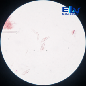 Tp001969 Edulabviet (4)