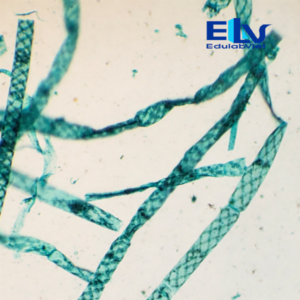 Tiêu Bản Tảo Xoắn Spirogyra – Tiêu Bản Hiển Vi Cố Định Rõ Nét