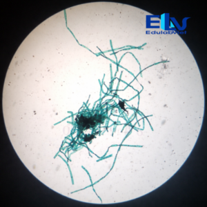 Tp001970 Edulabviet (2)