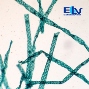 Tiêu Bản Tảo Xoắn Spirogyra – Tiêu Bản Hiển Vi Cố Định Rõ Nét