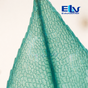 Tiêu bản rêu tường cố định – Lam kính quan sát cấu trúc thực vật bậc thấp