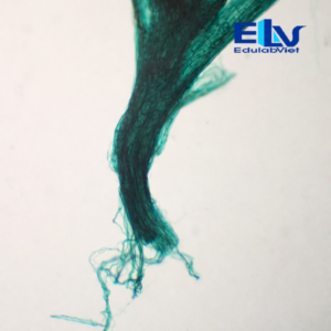 Tiêu bản rêu tường cố định – Lam kính quan sát cấu trúc thực vật bậc thấp