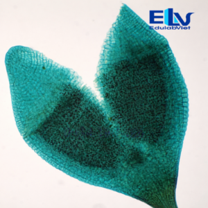 Tiêu bản rêu tường cố định – Lam kính quan sát cấu trúc thực vật bậc thấp