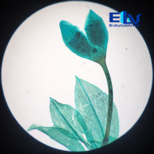 Tp001972 Edulabviet (4)