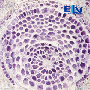 Tiêu bản rễ hành cắt ngang Allium cepa – Tiêu bản hiển vi cố định rõ nét