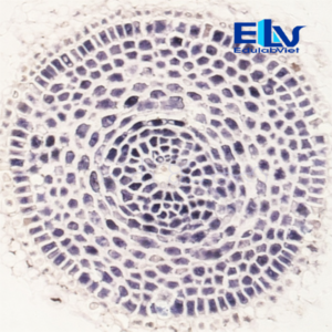 Tiêu bản rễ hành cắt ngang Allium cepa – Tiêu bản hiển vi cố định rõ nét