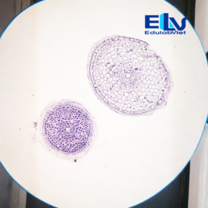 Tp001982 Edulabviet (4)