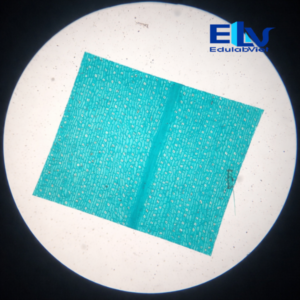 Tiêu bản khí khổng lá bắp Zea mays – Tiêu bản hiển vi cố định rõ nét