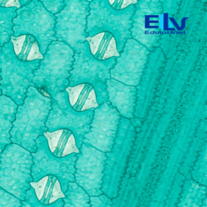 Tiêu bản khí khổng lá bắp Zea mays – Tiêu bản hiển vi cố định rõ nét