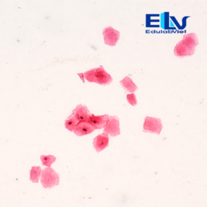 Tp001995 Edulabviet (1)