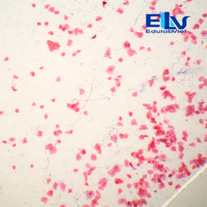 Tiêu Bản Tế Bào Niêm Mạc Miệng Cố Định – Mẫu Hiển Vi Rõ Nét, Độ Bền Cao