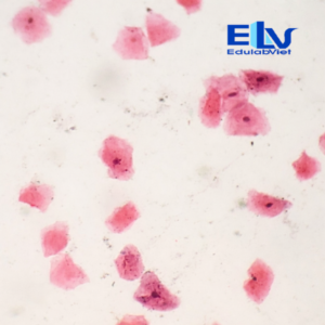 Tiêu Bản Tế Bào Niêm Mạc Miệng Cố Định – Mẫu Hiển Vi Rõ Nét, Độ Bền Cao