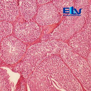 Tiêu Bản Tinh Hoàn Thỏ Cắt Ngang – Tiêu Bản Hiển Vi Cố Định Mô Học Rõ Nét