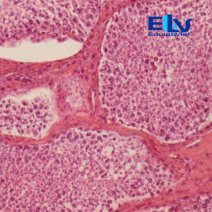 Tiêu Bản Tinh Hoàn Thỏ Cắt Ngang – Tiêu Bản Hiển Vi Cố Định Mô Học Rõ Nét