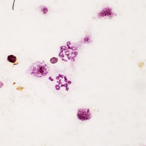 Tiêu Bản Giảm Phân Châu Chấu – Tiêu Bản Sinh Học Quan Sát Quá Trình Meiosis