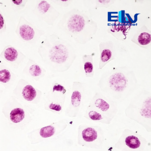 Tiêu bản nguyên phân rễ hành – Tiêu bản hiển vi quan sát quá trình nguyên phân