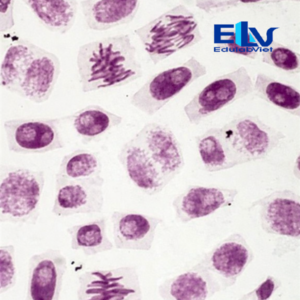 Tiêu bản nguyên phân rễ hành – Tiêu bản hiển vi quan sát quá trình nguyên phân