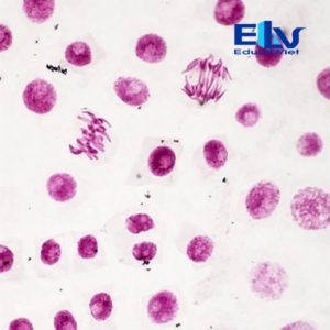 Tiêu bản nguyên phân rễ hành – Tiêu bản hiển vi quan sát quá trình nguyên phân