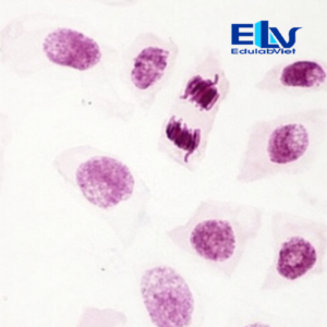 Tp002009 Edulabviet (4)