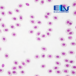 Tp002045 Edulabviet (1)