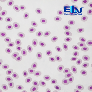 Tiêu bản máu gà – Tiêu bản hiển vi quan sát tế bào máu