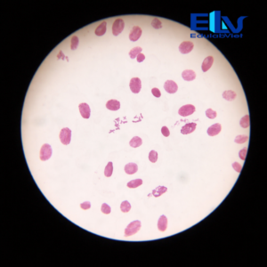 Tp002659 Edulabviet (1)