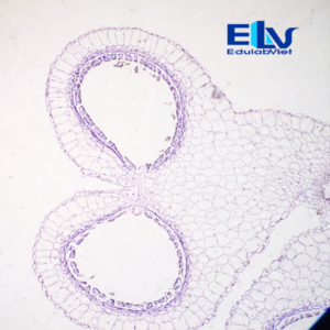 Tp002853 Edulabviet (1)