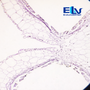 Tiêu Bản Bao Phấn Hoa Ly Cắt Ngang – Tiêu Bản Hiển Vi Cố Định Rõ Nét