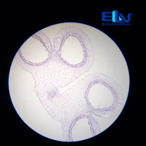 Tiêu Bản Bao Phấn Hoa Ly Cắt Ngang – Tiêu Bản Hiển Vi Cố Định Rõ Nét