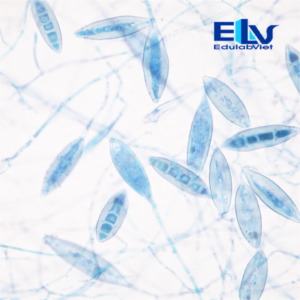 Tp002875 Edulabviet (1)
