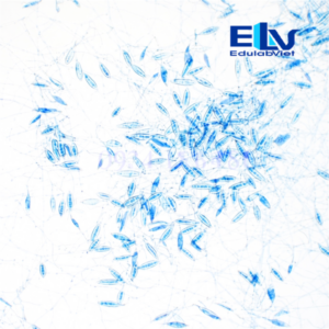 Tiêu bản nấm Microsporum cookei – Lam kính hiển vi cố định chuẩn nấm da