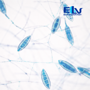 Tiêu bản nấm Microsporum cookei – Lam kính hiển vi cố định chuẩn nấm da